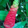 Shampoo Ginger Rhizomes - 5 Live Zingiber zerumbet Plants - Image 1