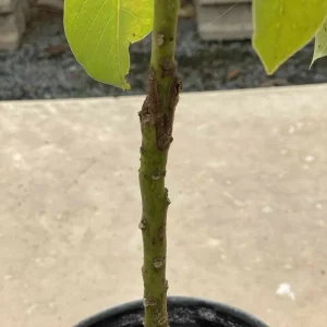 Simmonds Avocado Tree Live Plant Grafted 30-48 inch Tall Fruit Bearing - Image 2