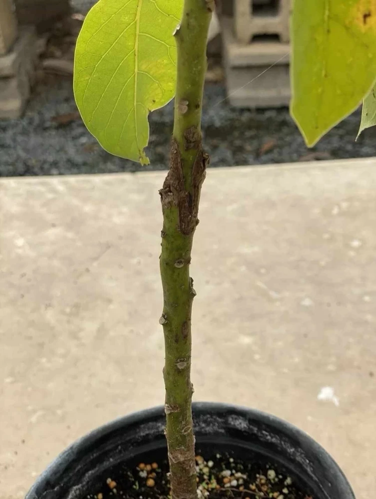 Simmonds Avocado Tree Live Plant Grafted 30-48 inch Tall Fruit Bearing - Image 2