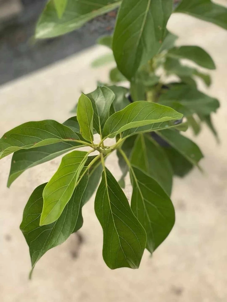 Simmonds Avocado Tree Live Plant Grafted 30-48 inch Tall Fruit Bearing - Image 4
