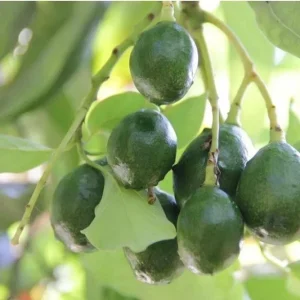 Simmonds Avocado Tree Live Plant Grafted 30-48 inch Tall Fruit Bearing - Image 5