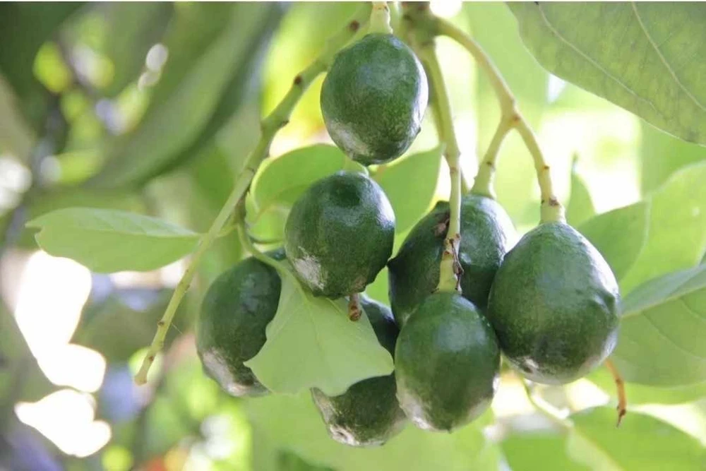 Simmonds Avocado Tree Live Plant Grafted 30-48 inch Tall Fruit Bearing - Image 5