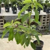 Simmonds Avocado Tree Live Plant Grafted 30-48 inch Tall Fruit Bearing - Image 1