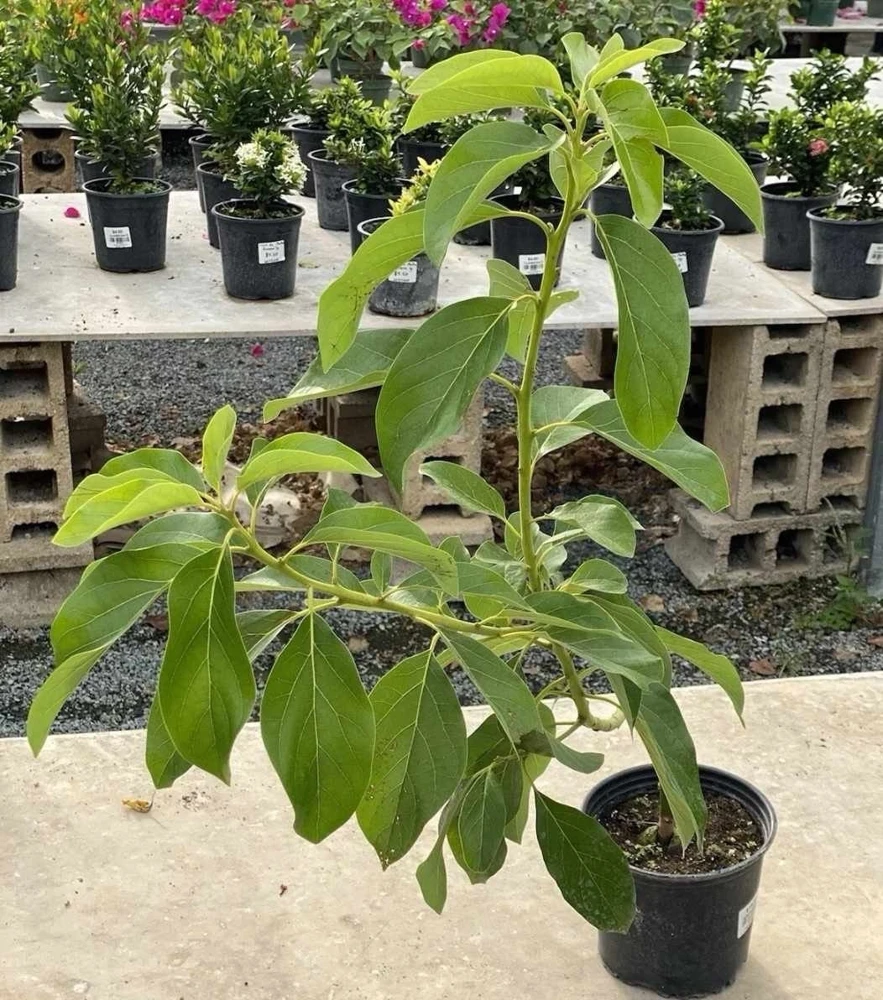 Simmonds Avocado Tree Live Plant Grafted 30-48 inch Tall Fruit Bearing - Image 1