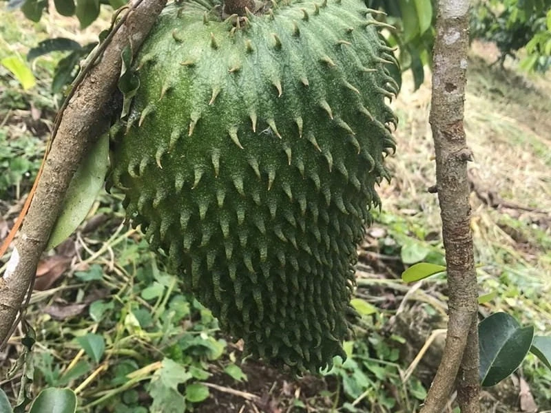 Soursop Live Fruit Tree (Annona muricata) – Guanabana Plant – 3 ft Tall - Image 2