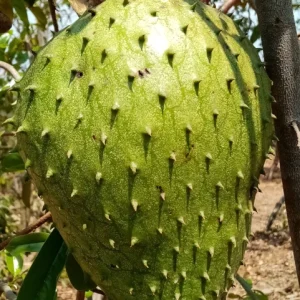Soursop Live Fruit Tree (Annona muricata) – Guanabana Plant – 3 ft Tall - Image 3