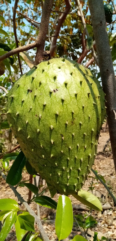 Soursop Live Fruit Tree (Annona muricata) – Guanabana Plant – 3 ft Tall - Image 3