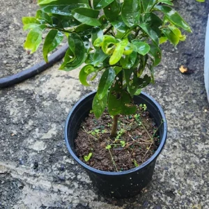 Soursop Live Fruit Tree (Annona muricata) Guanabana Plant 1-2ft Tall - Image 4