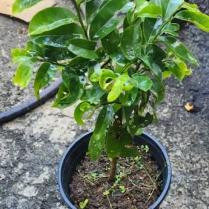 Soursop Live Fruit Tree (Annona muricata) Guanabana Plant 1-2ft Tall - Image 5