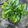Soursop Live Fruit Tree (Annona muricata) Guanabana Plant 1-2ft Tall - Image 1