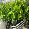 Soursop Live Fruit Tree (Annona muricata) – Guanabana Plant – 3 ft Tall - Image 1