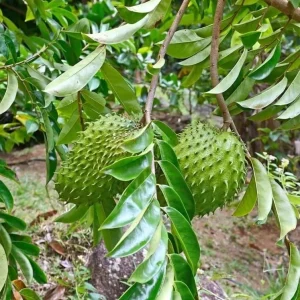 Soursop Live Plant, Guanabana Fruit Tree, 5-10 Inch Tall Tropical - Image 4