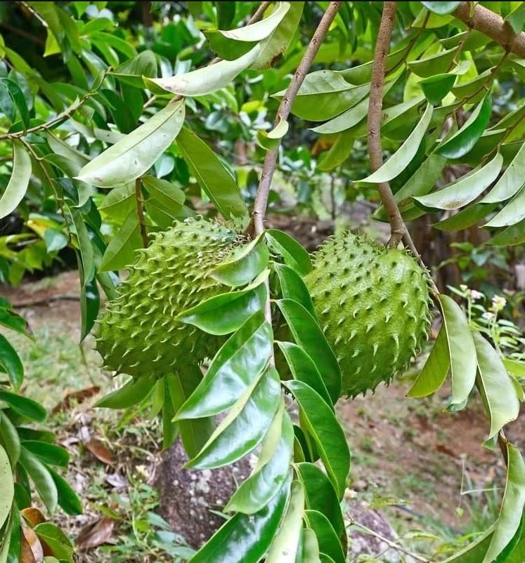 Soursop Live Plant, Guanabana Fruit Tree, 5-10 Inch Tall Tropical - Image 4