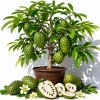 Soursop Live Plant, Guanabana Fruit Tree, 5-10 Inch Tall Tropical - Image 1