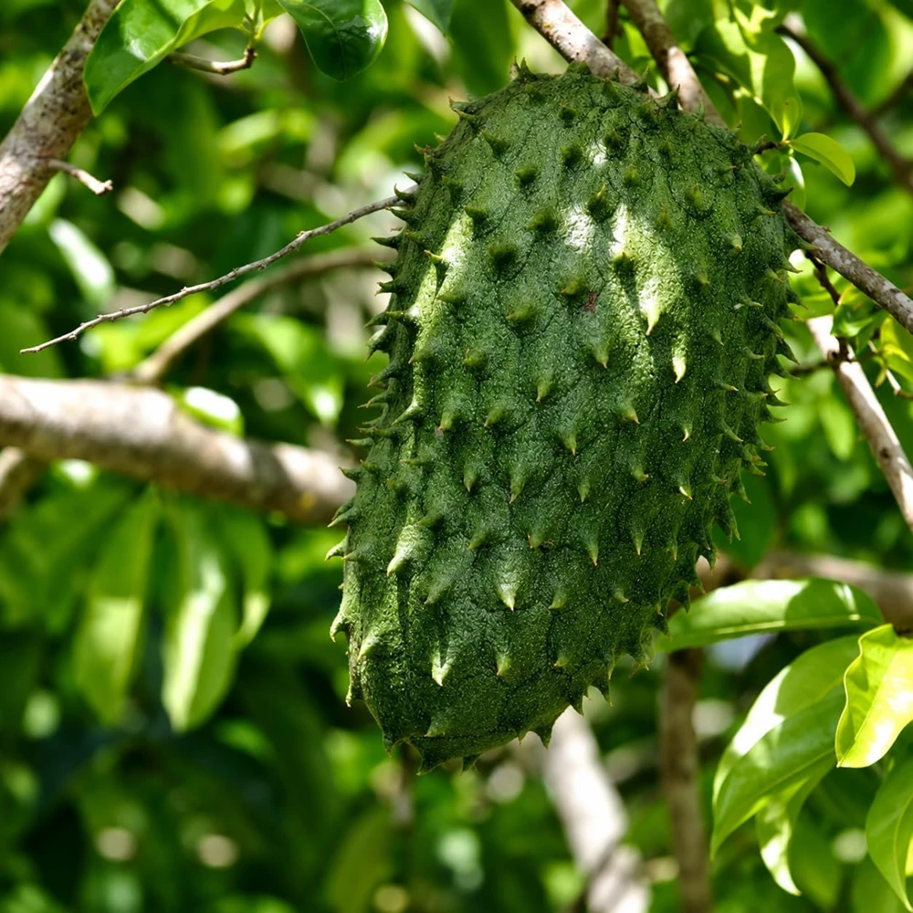 Soursop Live Plant, Guanabana Fruit Tree, 5-10 Inch Tall Tropical - Image 5