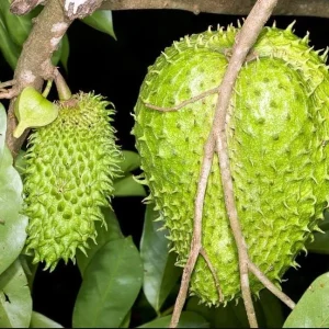 Soursop Live Plant, Guanabana Fruit Tree, 5-10 Inch Tall Tropical - Image 6
