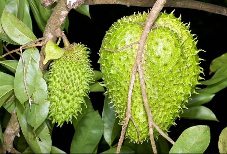 Soursop Live Plant, Guanabana Fruit Tree, 5-10 Inch Tall Tropical - Image 6