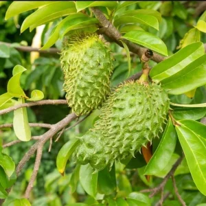 Soursop Live Plant, Guanabana Fruit Tree, 5-10 Inch Tall Tropical - Image 7