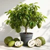 Soursop Live Plant - Guanabana Tropical Fruit Tree 5-10 Inches Tall - Image 1