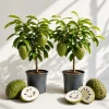 Soursop Live Plants - Pack of 2 Guanabana Tropical Tree, 5-10 Inches Tall - Image 1