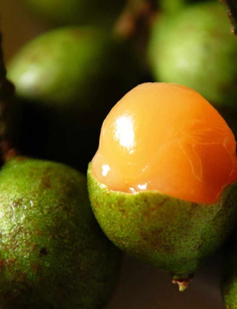 Spanish Lime Live Fruit Tree - Melicoccus Bijugatus - Tropical Outdoor Plant - Image 2