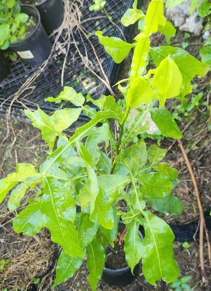 Spanish Lime Live Fruit Tree - Melicoccus Bijugatus - Tropical Outdoor Plant - Image 3
