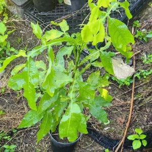 Spanish Lime Live Fruit Tree - Melicoccus Bijugatus - Tropical Outdoor Plant - Image 4