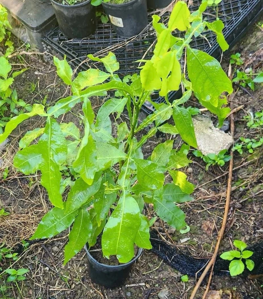 Spanish Lime Live Fruit Tree - Melicoccus Bijugatus - Tropical Outdoor Plant - Image 4