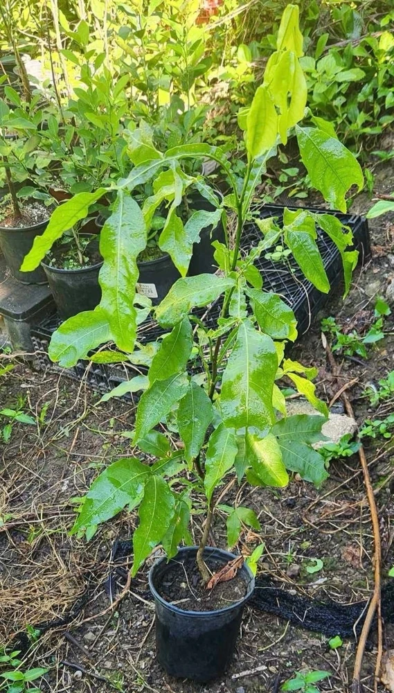 Spanish Lime Live Fruit Tree - Melicoccus Bijugatus - Tropical Outdoor Plant - Image 5