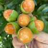 Spanish Lime Live Fruit Tree - Melicoccus Bijugatus - Tropical Outdoor Plant - Image 1