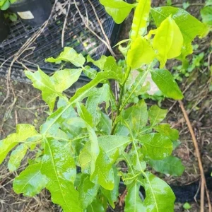 Spanish Lime Tree Live Plant - Mamoncillo Fruit Tree - Tropical Fruit Plant - Image 2