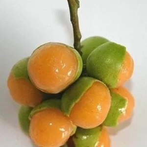 Spanish Lime Tree Live Plant - Mamoncillo Fruit Tree - Tropical Fruit Plant - Image 3