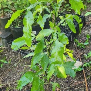 Spanish Lime Tree Live Plant - Mamoncillo Fruit Tree - Tropical Fruit Plant - Image 5