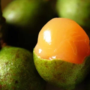 Spanish Lime Tree Live Plant - Mamoncillo Fruit Tree - Tropical Fruit Plant - Image 1