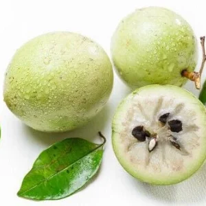 Star Apple Live Fruit Tree (Caimito) - Chrysophyllum Cainito - 12-24 inches Tall - Image 2