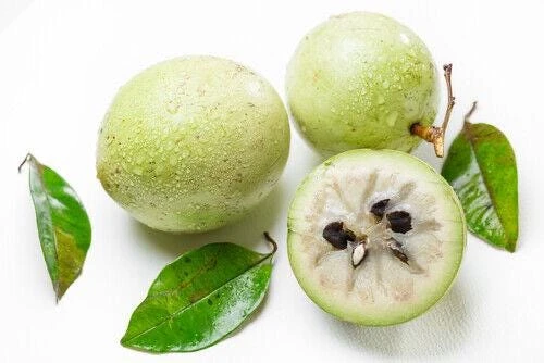 Star Apple Live Fruit Tree (Caimito) - Chrysophyllum Cainito - 12-24 inches Tall - Image 2