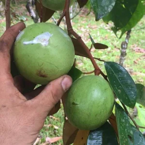 Star Apple Live Fruit Tree (Caimito) - Chrysophyllum Cainito - 12-24 inches Tall - Image 3