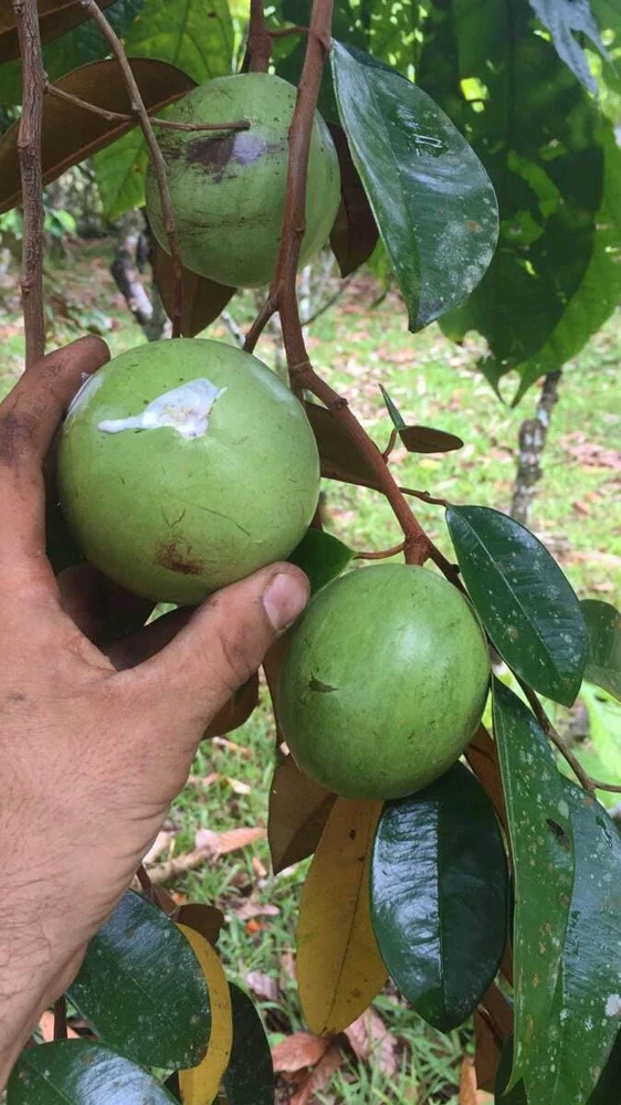 Star Apple Live Fruit Tree (Caimito) - Chrysophyllum Cainito - 12-24 inches Tall - Image 3