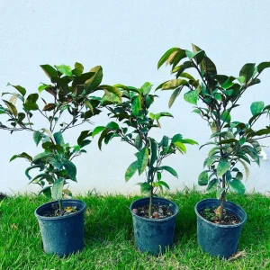 Star Apple Live Fruit Tree (Caimito) - Chrysophyllum Cainito - 12-24 inches Tall - Image 4