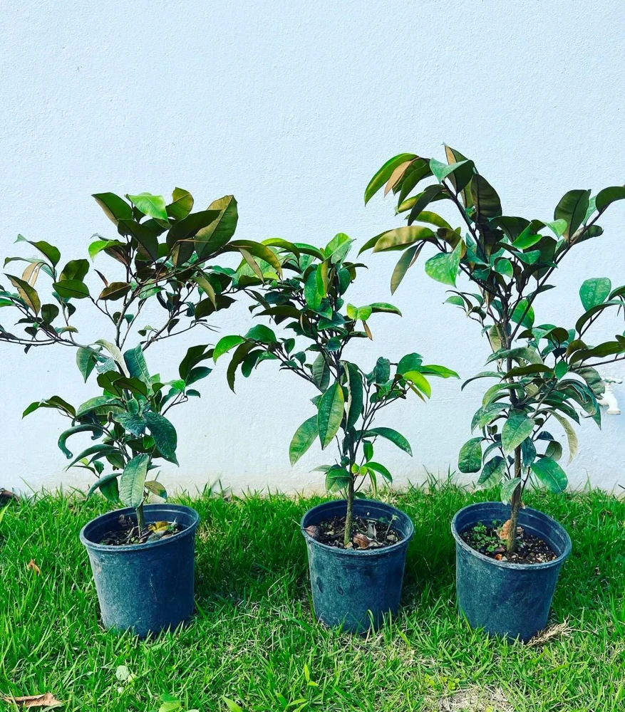 Star Apple Live Fruit Tree (Caimito) - Chrysophyllum Cainito - 12-24 inches Tall - Image 4