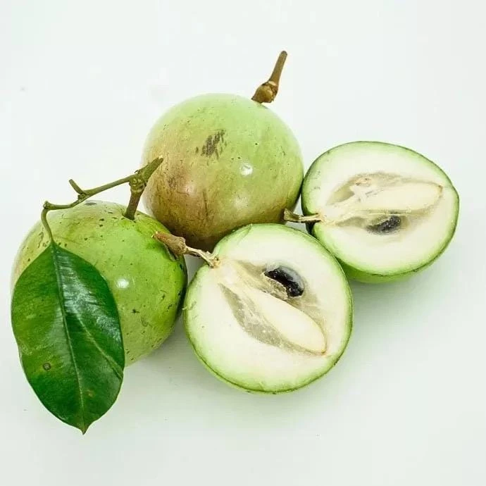 Star Apple Live Fruit Tree (Caimito) - Chrysophyllum Cainito - 12-24 inches Tall - Image 1