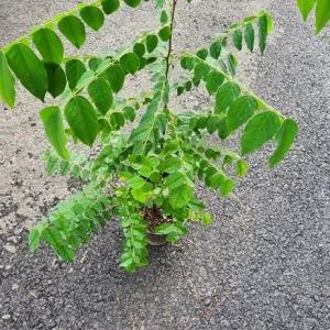 Star Fruit Live Plant – Averrhoa Carambola Tree – 1 ft Tall – Edible Fruit Tree - Image 2