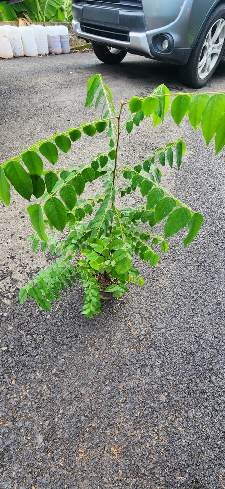 Star Fruit Live Plant – Averrhoa Carambola Tree – 1 ft Tall – Edible Fruit Tree - Image 2