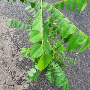 Star Fruit Live Plant – Averrhoa Carambola Tree – 1 ft Tall – Edible Fruit Tree - Image 3