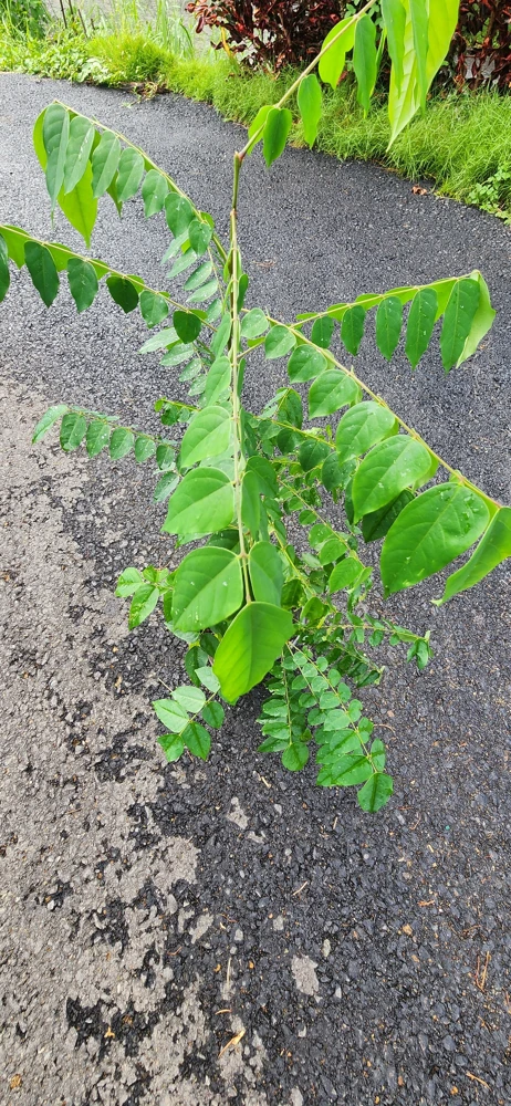 Star Fruit Live Plant – Averrhoa Carambola Tree – 1 ft Tall – Edible Fruit Tree - Image 3