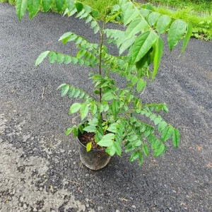 Star Fruit Live Plant – Averrhoa Carambola Tree – 1 ft Tall – Edible Fruit Tree - Image 4