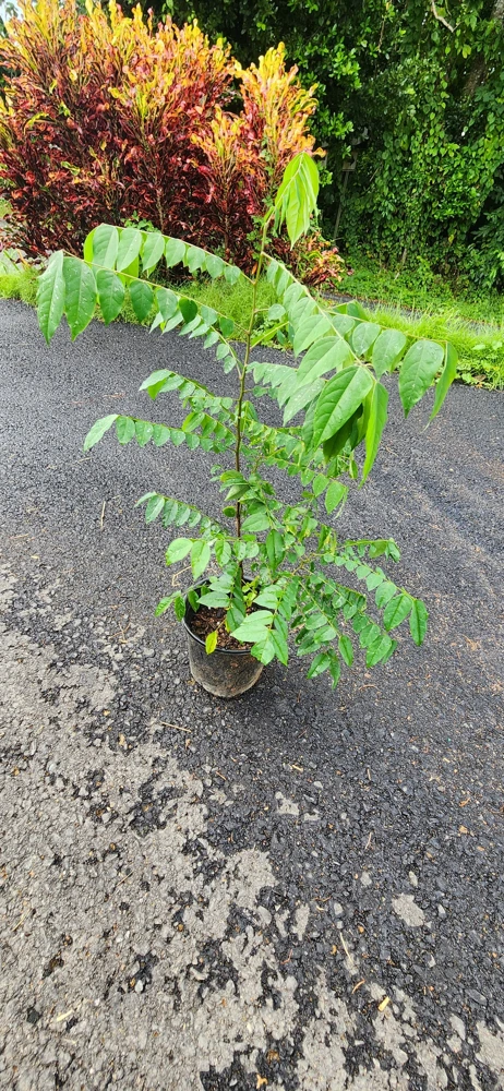 Star Fruit Live Plant – Averrhoa Carambola Tree – 1 ft Tall – Edible Fruit Tree - Image 4