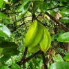 Star Fruit Live Plant – Averrhoa Carambola Tree – 1 ft Tall – Edible Fruit Tree - Image 1