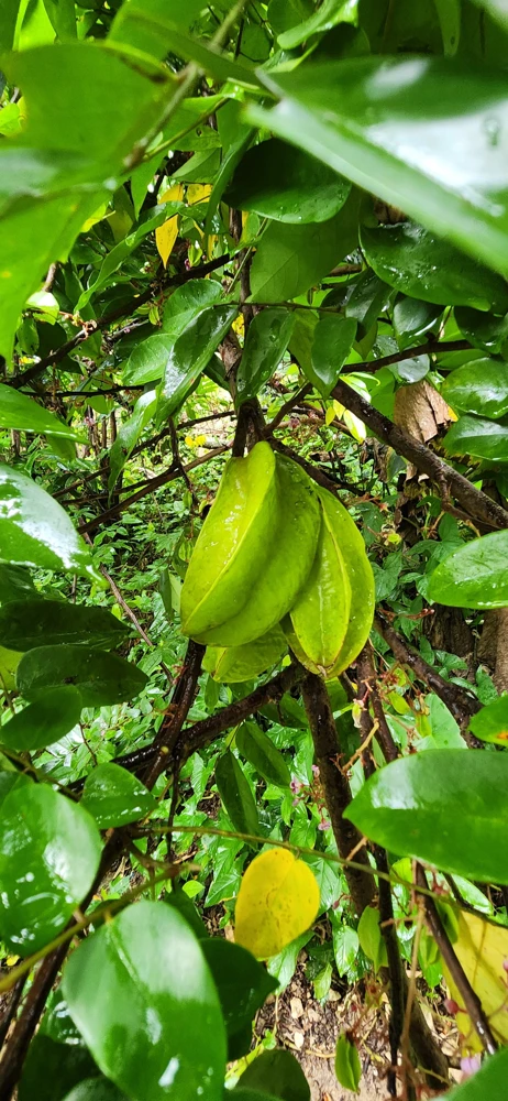 Star Fruit Live Plant – Averrhoa Carambola Tree – 1 ft Tall – Edible Fruit Tree - Image 1