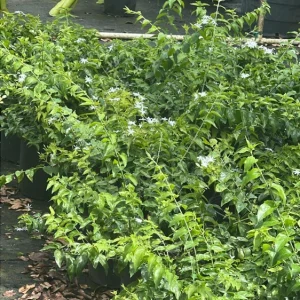 Star Jasmine Live Plant (Trachelospermum jasminoides) - Fragrant Evergreen Vine for Outdoor Gardens - Image 2
